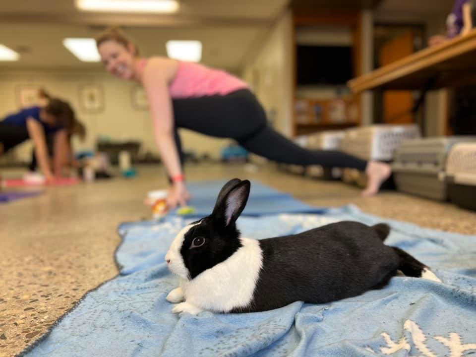 Bunny Yoga Class
