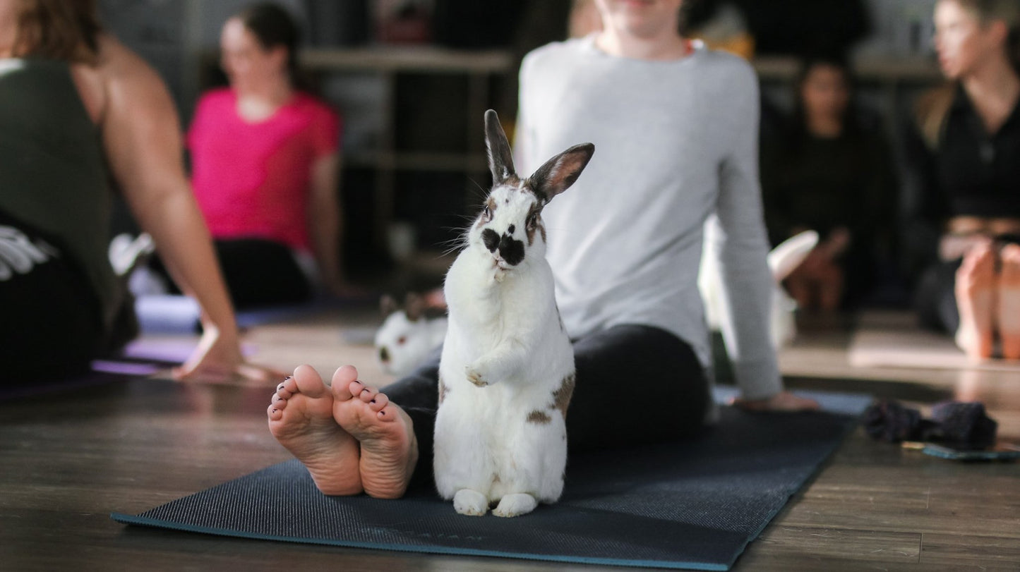 Bunny Yoga Class